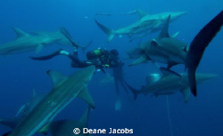 Photo taken on a shark feed by Deane Jacobs 
